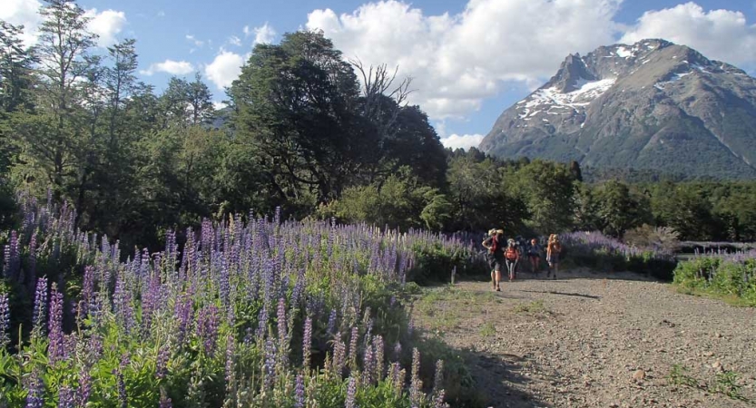 Purple flowers frame a sandy walking path with people on it. In the background, there is a tall mountain. 